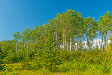 Tall Birch Trees in Canada