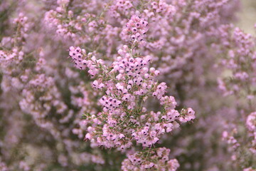 Calluna Vulgaris, common heather, ling, heather with pink flowers