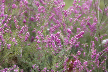 Calluna Vulgaris, common heather, ling, heather with pink flowers