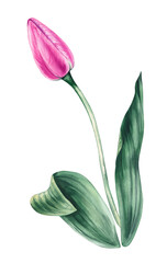 Watercolor pink tulip