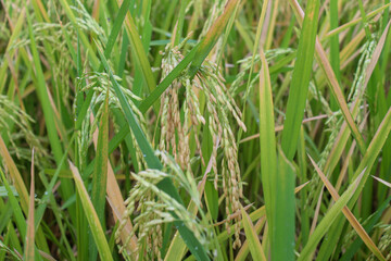Rice plants in the rice fields are starting to turn yellow