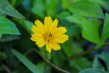 Wedelia is a type of wild plant that lives in areas with a tropical climate.  This plant is easy to find in plantation areas and rice fields, grasslands and on the side of the road.