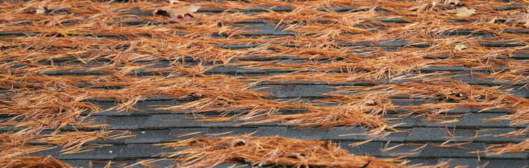 roof with fallen pine leaves in autumn season