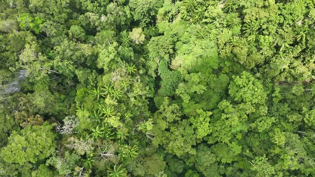 Sunlight falls on the canopy of a rainforest thriving in Raja Ampat, Indonesia. This area is known as the heart of the Coral Triangle due to its incredible biodiversity.
