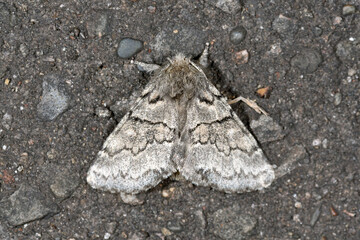 コフタオビシャチホコ（北海道・鶴居村）
