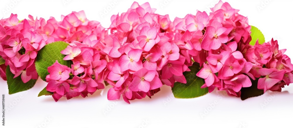 Canvas Prints Pink hydrangea flowers isolated on white background