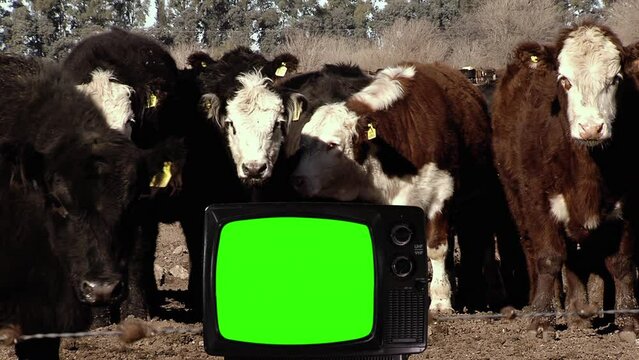 Old Television Turning On Green Screen in a Field with Cows. You can replace green screen with the footage or picture you want with “Keying” effect in After Effects. 4K.