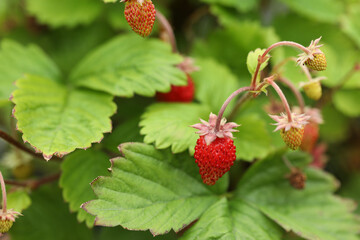 Small wild strawberries growing outdoors. Seasonal berries