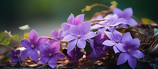 Purple bouquet of five petaled flowers blooming in a garden with a blurred nature background