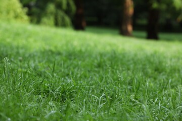 Fresh green grass with water drops growing on meadow in summer