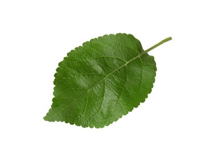 One fresh apple tree leaf isolated on white