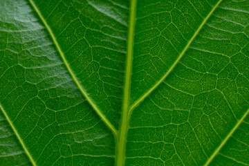 Macro photo of green leaf as background, top view
