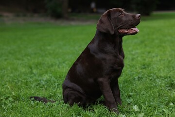 Adorable Labrador Retriever dog sitting on green grass in park, space for text