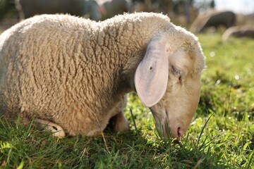 Cute sheep grazing outdoors on sunny day. Farm animal