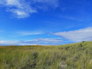 Obraz premium field of grass and sky