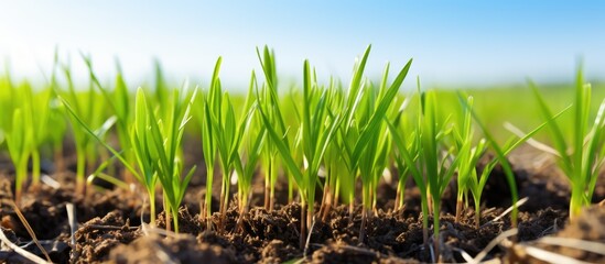 Growing young wheat seedlings in autumn agricultural process Close up of sprouting rye on a sunny field with blue sky