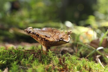 One poisonous mushroom growing in forest, closeup. Space for text