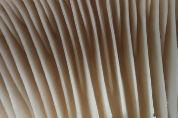 Fresh oyster mushroom as background, macro view