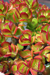 Close up of a jade plant succulent in a garden
