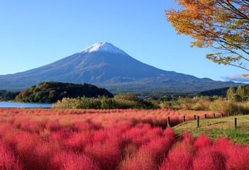 Fototapeta premium 川口湖畔の紅く色づいた可愛いコキアと朝日に照らされた富士山