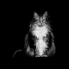 Norwegian Forest hand drawing vector isolated on black background.