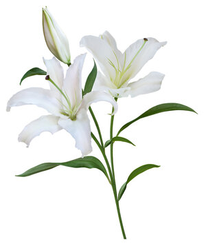 White Lily flower bouquet isolated on transparent background