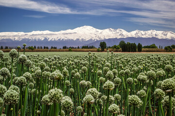 
We see a beautiful onion plantation, at the foot of the Andes Mountains