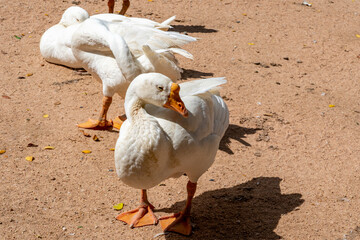 A white domestic goose with a red beak and webbed feet stands on the ground and in the bright sun with its eyes closed.