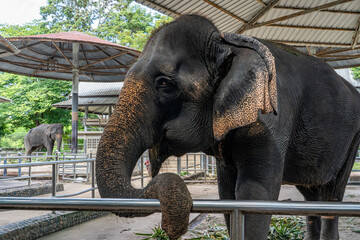 Portrait of an Indian elephant standing under a canopy and resting its trunk on a metal fence.