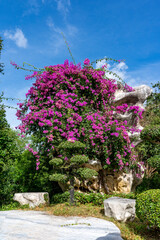 A beautiful, colorful bougainvillea tree grows in a city park on a lawn among large stones against a background of blue sky with rare white clouds.
