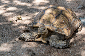  African spurred tortoise (Centrochelys sulcata) is a species of terrestrial turtle. The largest of...