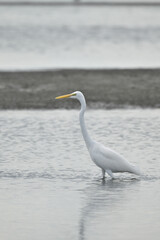 秋の干潟で採餌するダイサギ