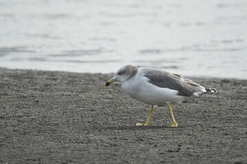 秋の干潟で採餌するウミネコ