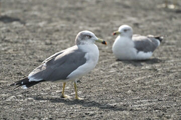 Obraz premium 秋の干潟で採餌するウミネコ