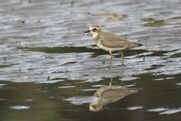 秋の干潟で採餌するメダイチドリ