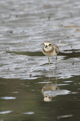 秋の干潟で採餌するメダイチドリ