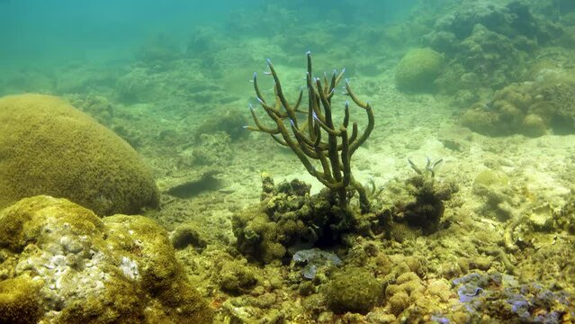 Beautiful staghorn Coral looking like tree with blue growing zones. Very clear water. Thailand scuba dive slow motion video