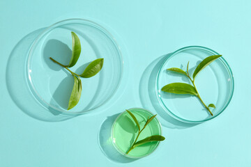 Top view of green tea leaves decorated in a petri dish on a pastel blue background. The EGCG ingredient in green tea extract has the main function of anti-oxidation and treating inflammation.