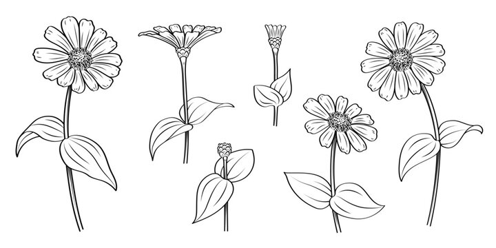 Zinnia flower set hand drawn illustration. Minimalist style vector design for decoration on label, card.
