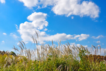 ススキ　秋の風景