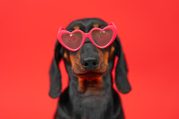 Portrait of cute dachshund dog in heart-shaped glasses on red background, indifference in relationship. Stylized valentine day accessory, party gift Dating site advertising