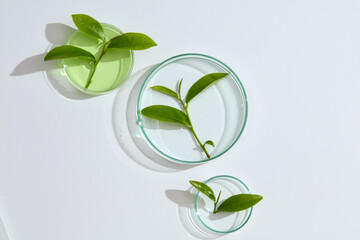 Top view of petri dishes of different sizes decorated with fresh green tea leaves. Green tea has many uses for the skin and body, so it is a popular ingredient in cosmetics.