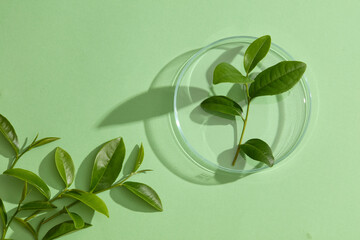 Green tea leaves are displayed in a petri dish and on a pastel green background. Green tea contains...