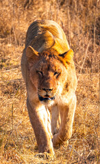 Wild Lion's pride in Nambiti hills private reserve in Ladysmith, South Africa