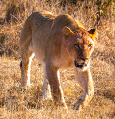 Wild Lion's pride in Nambiti hills private reserve in Ladysmith, South Africa