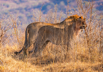 Wild Lion's pride in Nambiti hills private reserve in Ladysmith, South Africa