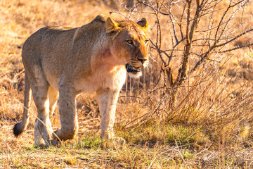 Wild Lion's pride in Nambiti hills private reserve in Ladysmith, South Africa