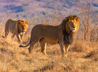 Wild Lion's pride in Nambiti hills private reserve in Ladysmith, South Africa
