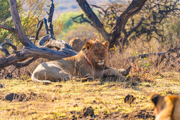 Wild Lion's pride in Nambiti hills private reserve in Ladysmith, South Africa