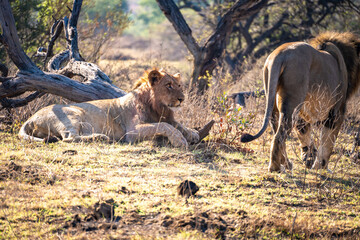 Wild Lion's pride in Nambiti hills private reserve in Ladysmith, South Africa
